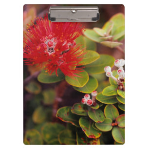 Porte-bloc Fleurs de Lehua à Hawaï Volcans