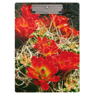 Porte-bloc Fleurs sauvages de cactus Coupe Claret