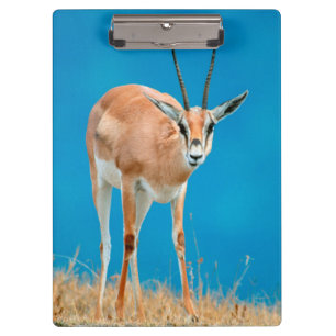 Porte-bloc Gazelle de Grant (Gazella Granti) Ewe Portrait