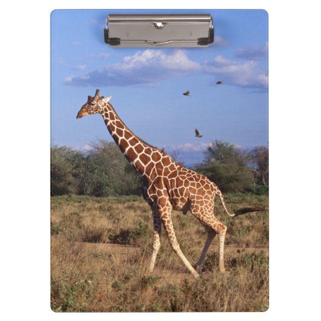 Porte-bloc Girafe réticulée (Devant)