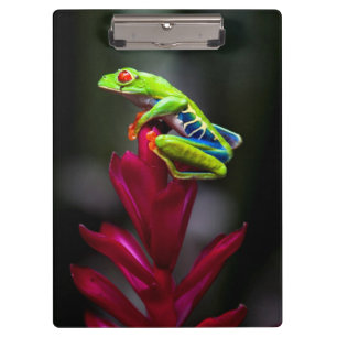 Porte-bloc Grenouille aux yeux rouges