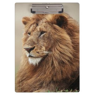 Porte-bloc Gros plan de lion mâle