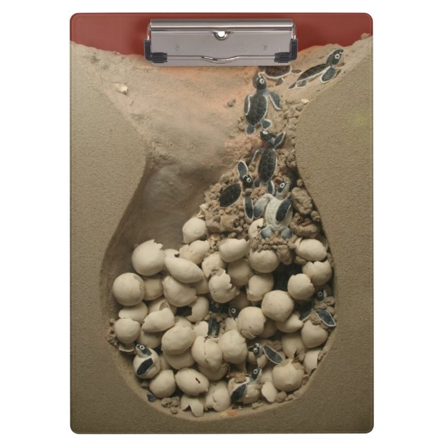Porte-bloc Hachure d'oeufs de tortue de bébé (Devant)