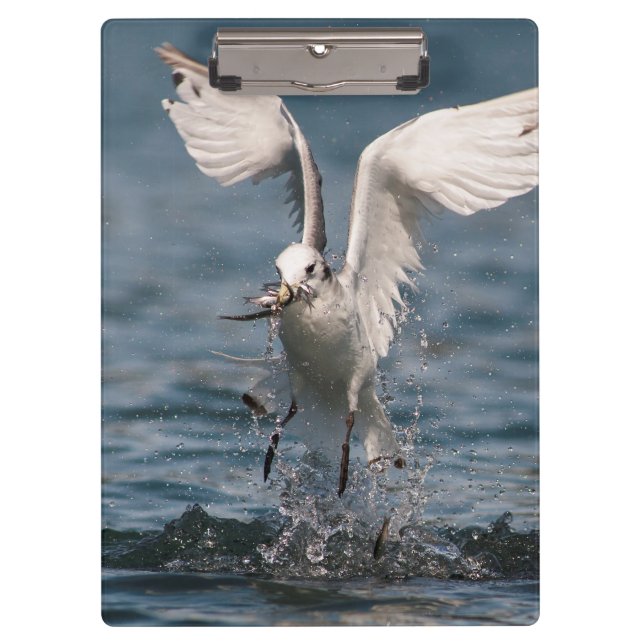 Porte-bloc Hovering Kittiwake (Devant)