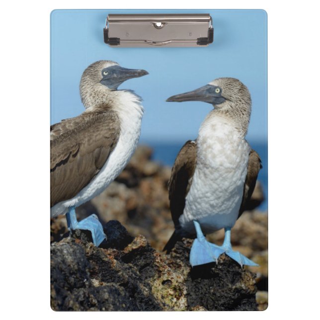 Porte-bloc Îles Galapagos, île Isabela (Devant)