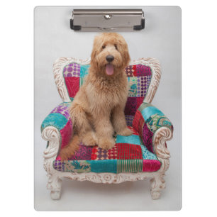 Porte-bloc Images de Getty   Goldendoodle mignon