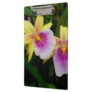 Porte-bloc Jaune rose violet Miltonia Sunset Orchidées