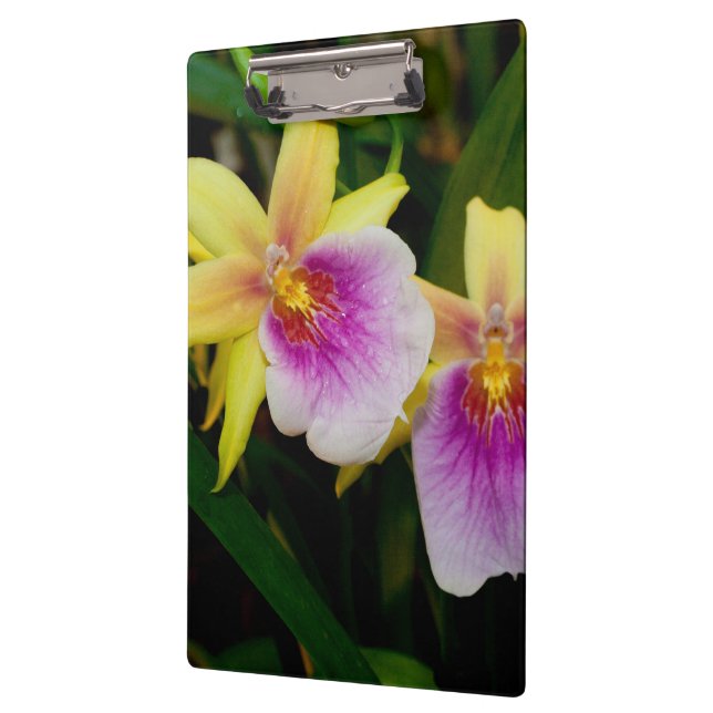 Porte-bloc Jaune rose violet Miltonia Sunset Orchidées (Gauche)