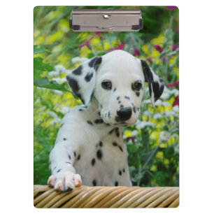 Porte-bloc Joli Chien Dalmatien Portrait de Chien Puppy Photo