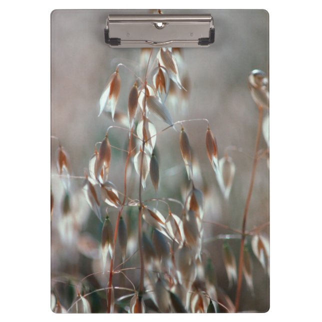 Porte-bloc L'avoine mûre (Avena Sativa) Ferme. Ceres, Boland (Devant)