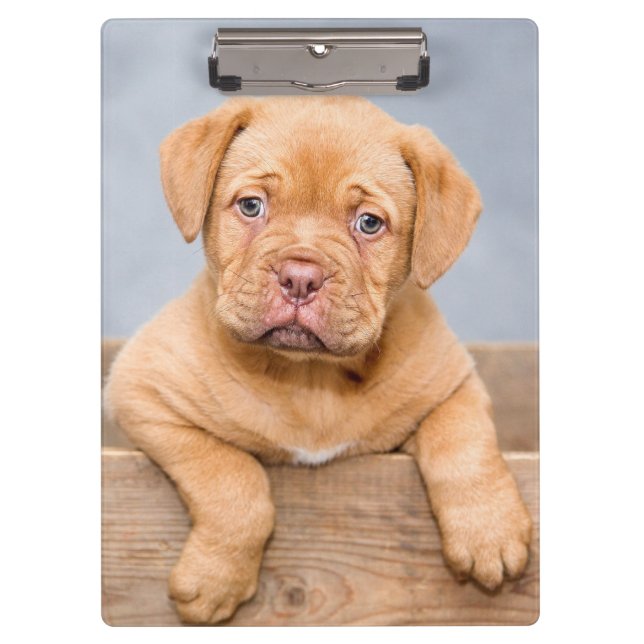 Porte-bloc Le Chien-Chien-Chien-Chiffre De Bordeaux (Devant)
