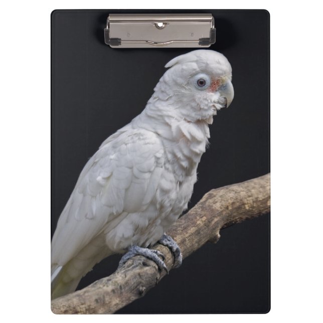Porte-bloc Le Porte - bloc de Cockatoo de Goffin (Devant)