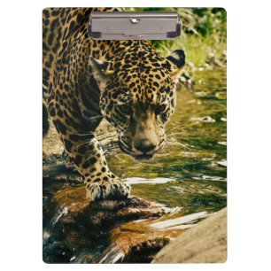 Porte-bloc Leopard Crossing a Stream Photographie