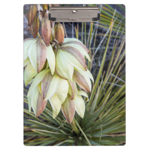 Porte-bloc Les Fleurs De Yucca Dans Le Haut Missouri