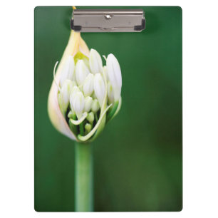 Porte-bloc Lily africaine, Praecox d'Agapanthus, Cap