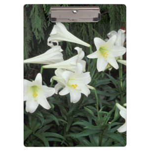 Porte-bloc Lily de Pâques (Lilium regale)