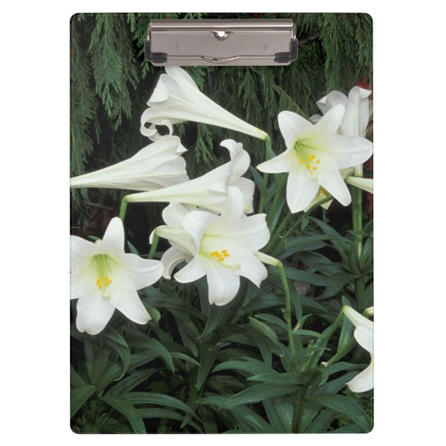 Porte-bloc Lily de Pâques (Lilium regale) (Devant)