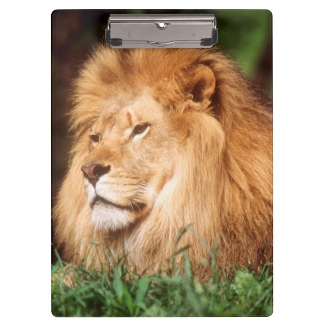 Porte-bloc Lion adult (Devant)