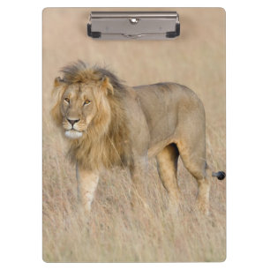 Porte-bloc Lion walking