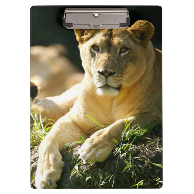 Porte-bloc Lions (Devant)