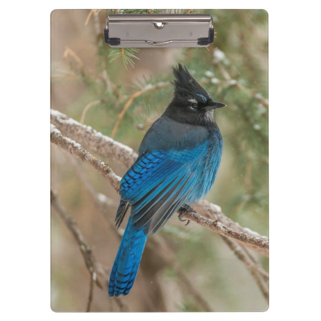 Porte-bloc L'oiseau-geai de Steller dans l'arbre (Devant)