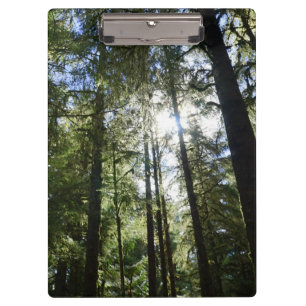 Porte-bloc Lumière du soleil à travers les pins