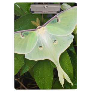 Porte-bloc Luna Moth on Carnaby Clematis