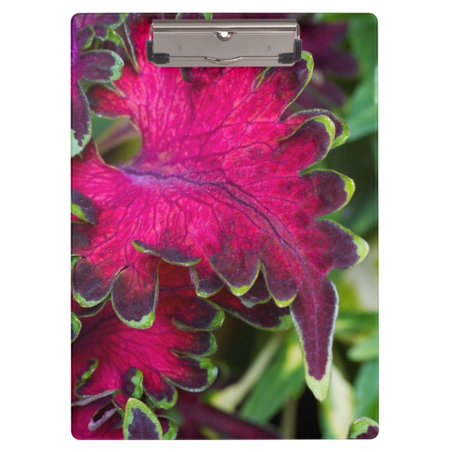 Porte-bloc Macro Coleus (Devant)