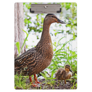 Porte-bloc Mallard et Ducklings par Shirley Taylor