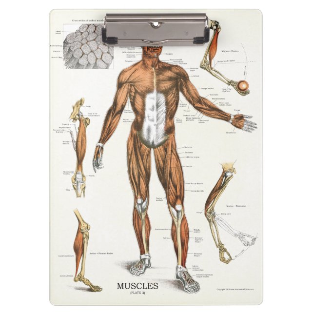 Porte-bloc Médecins Bureau Porte - bloc d'anatomie musculaire (Devant)