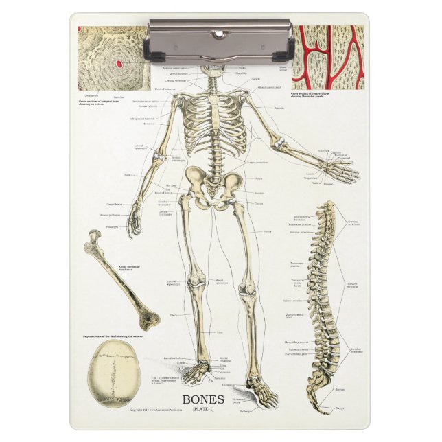 Porte-bloc Médecins Bureau Skeleton Anatomie Porte - bloc (Devant)