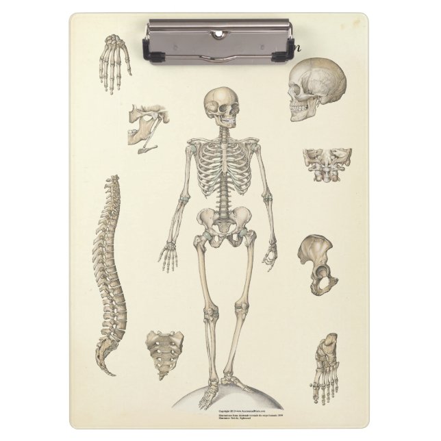 Porte-bloc Médecins Bureau Skeleton Anatomie Porte - bloc (Devant)