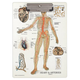 Porte-bloc Médecins Office Heart Anatomy Clipboard