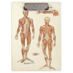 Porte-bloc Médecins Office Muscle Anatomy Clipboard