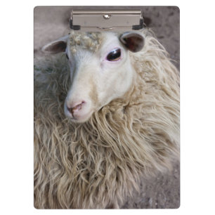 Porte-bloc Moutons drôles