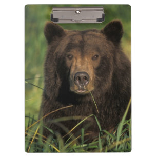 Porte-bloc ours brun, Ursus arctos, grizzly, Ursus 9