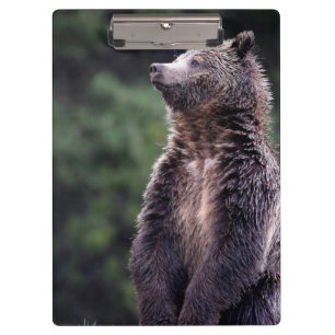 Porte-bloc Ours gris debout