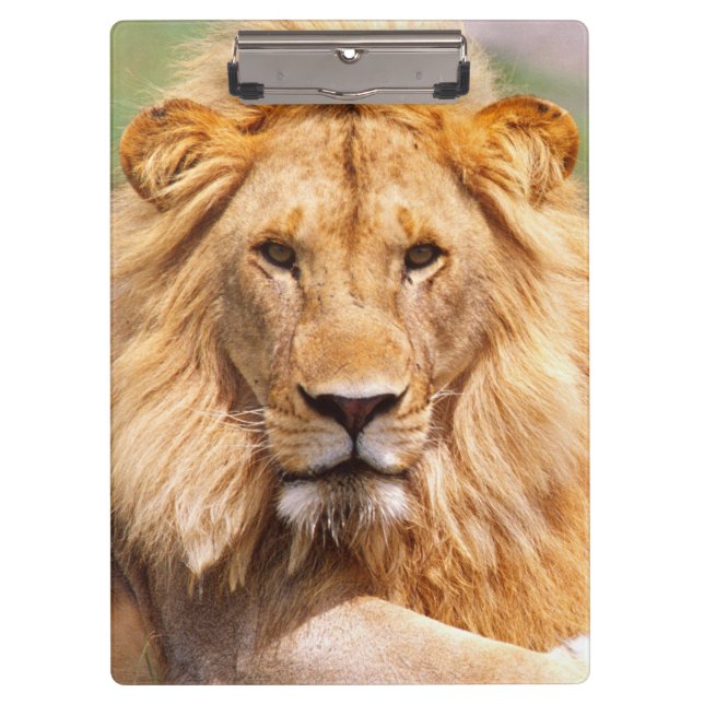 Porte-bloc Paires de lions africains, Panthera Lion, Tanzanie (Devant)