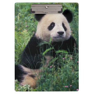 Porte-bloc Panda géant dans l'herbe, vallée de Wolong, Sichua