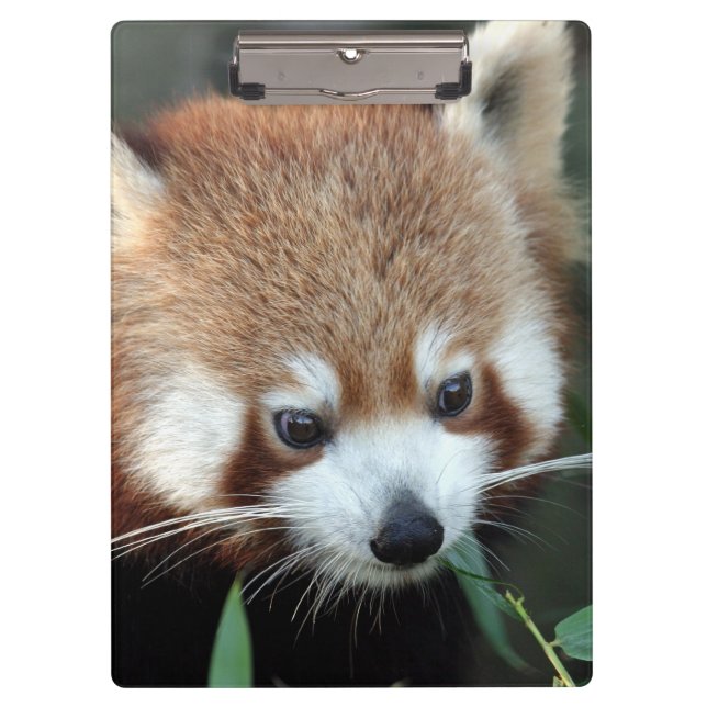 Porte-bloc Panda roux, Taronga Zoo, Sydney, Australie (Devant)
