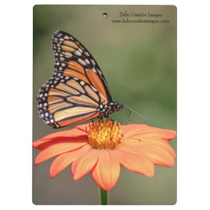 Porte-bloc Papillon Monarque sur une fleur d'orange