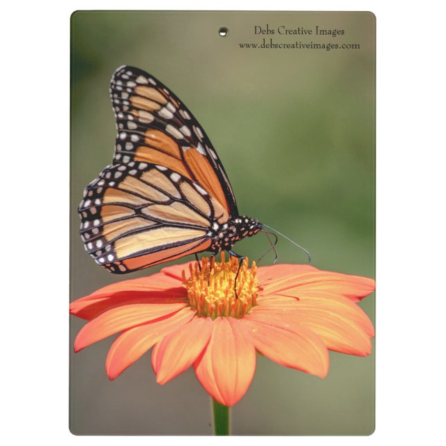 Porte-bloc Papillon Monarque sur une fleur d'orange (Dos)