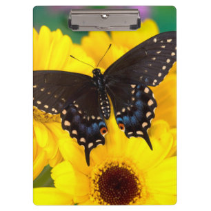 Porte-bloc Papillon Papilio polyxenes