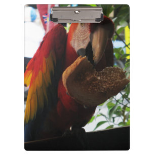 Porte-bloc Parrot Macaw Scarlet Manger Toast