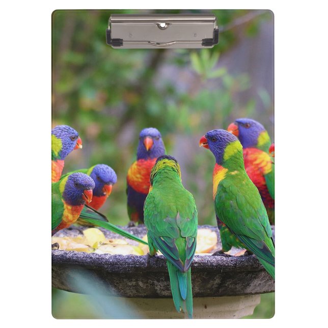 Porte-bloc Parrots colorés Arc-en-ciel Lorikeet Manger (Devant)