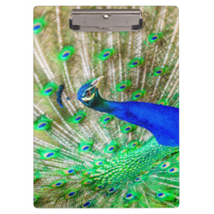 Porte-bloc Peacock Plumage