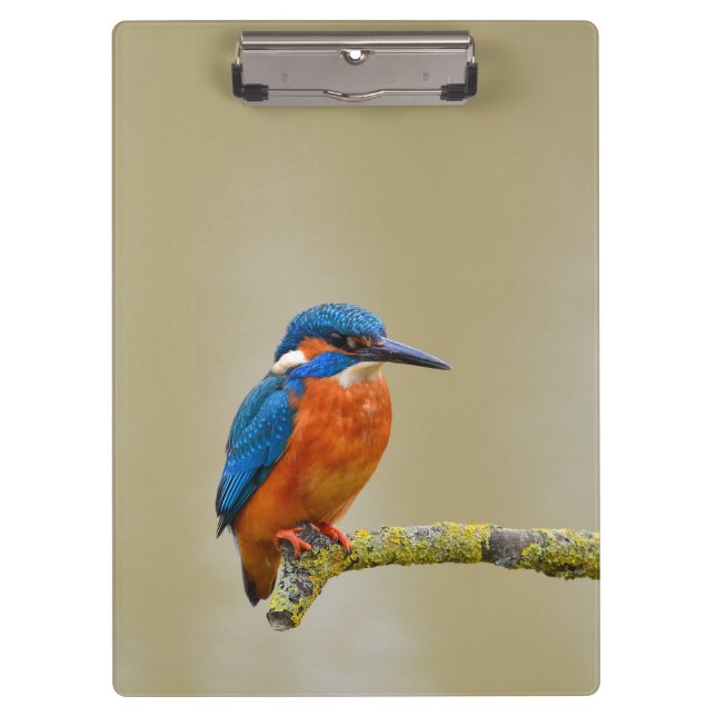 Porte-bloc Perching Kingfisher (Devant)
