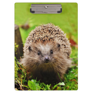 Porte-bloc Petit hérisson mignon dans la forêt