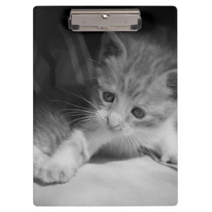 Porte-bloc Photo de Kitten noir et blanc
