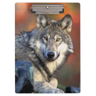Porte-bloc Photographie de loup